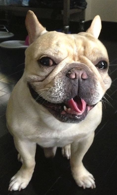Check out the top 60+ french bulldog tattoos to inspire from! Dom P. the French Bulldog | Paws on Pine Clients | Pinterest