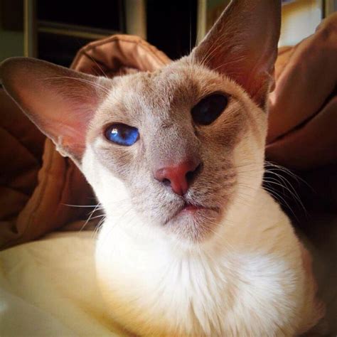 Lilac Point Siamese Beautiful Cats Oriental Shorthair Cats Siamese Cats