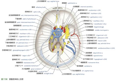 Search the world's information, including webpages, images, videos and more. 眼窩の支配神経の図をチェック - Anatomy