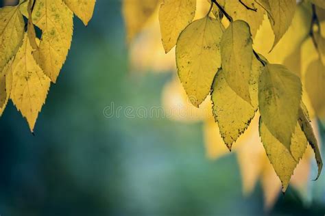 Beautiful Autumn Leaves Of An Interesting Form Tree Stock Image Image