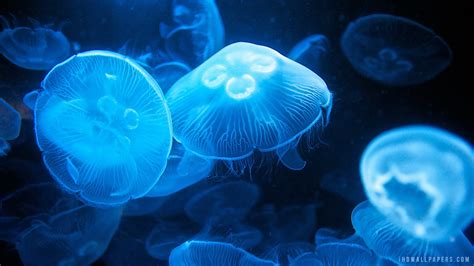 Glowing Jellyfish Wallpapers 67 Images