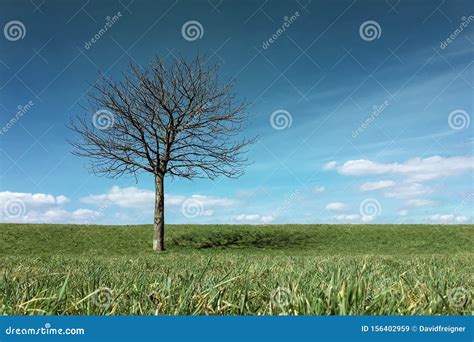 Lonely Leafless Tree Standing On A Green Meadow Hill Stock Image