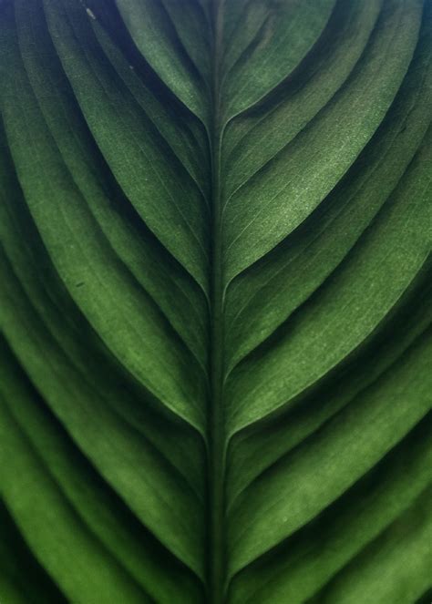 Leaf 4k Wallpapers Top Free Leaf 4k Backgrounds Wallpaperaccess