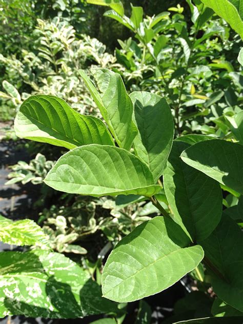 Guava is a good tropical fruit tree not fussy on the soil quality, and produces fruit year after year. Thai Kong Guava Tree (psidium guajava) - Urban Tropicals