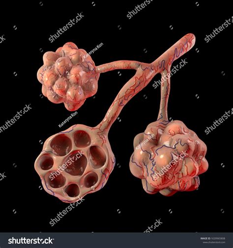 Anatomy Of Alveoli In Lungs Illustration Microstructure Of Respiratory System D Illustration