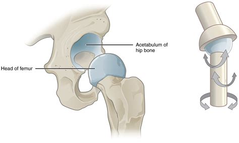 Anatomy Of The Hip Osteopathy Singapore