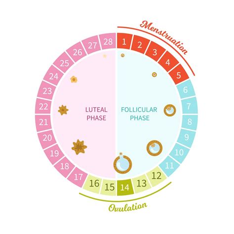 stages of the menstrual cycle diagram