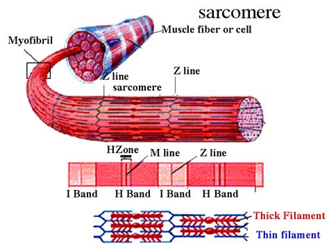 They are categorized by the muscles which they affect (primary and secondary), as well as the equipment required. Sarcomeres. - Introduction To The Muscular System Meaning