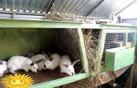 Cría Y Mantenimiento De Conejos En Jaulas Para Principiantes