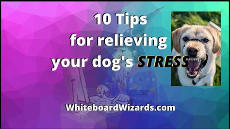 Dog Calming Aid Stress Symptoms In Dogs Relieve Stress In Your Dog