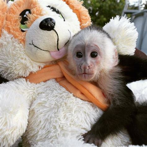 Capuchins Monkey For Sale In Canada 80 Petzlover