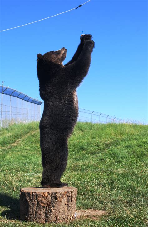 Places where he lived, fought, worked or visited have been preserved to remember his contribution in forming the united states. Grizzly bears use tools? | College of Agricultural, Human ...