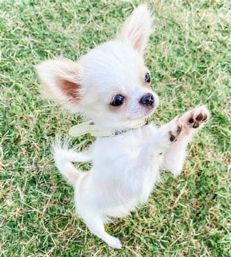 White Chihuahua The Quintessential Supreme Toy Dog