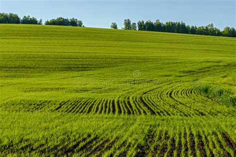 Oat Field Agriculture Sprouts Stock Image Image Of Cereal Stem 72312193