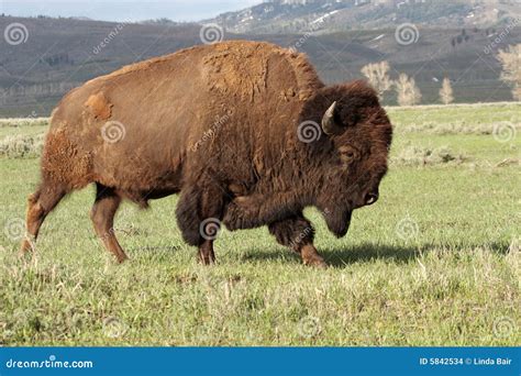 A Wild America Bison Stock Photo Image Of Charging Shaggy 5842534