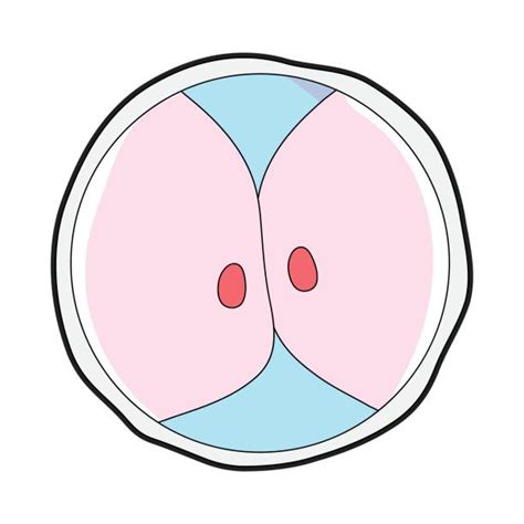 Mitosis Clip Art Vector Images And Illustrations Istock