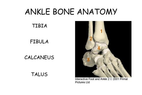 Ppt Ankle Anatomy Powerpoint Presentation Free Download
