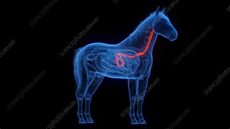 Horses Stomach And Esophagus Illustration Stock Image F0384180