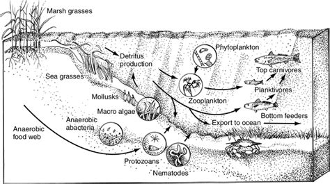 4 Food Web Diagram For A Typical Estuarine Ecosystem Showing Some
