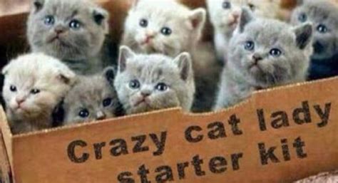 Top 10 Sure Fire Signs You Are A Crazy Cat Owner