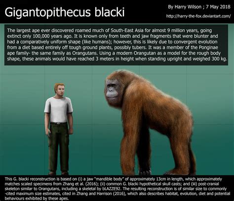 Gigantopithecus Blacki Size Comparison By Harry The Fox On Deviantart