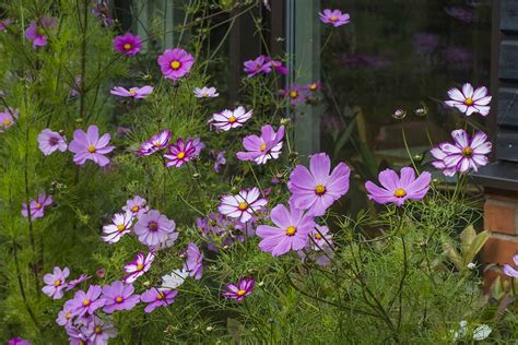 How To Grow And Care For Cosmos Flowers Gardeners Path