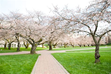Photos Uw Cherry Blossoms Hit Peak Bloom Draw No Crowds At All