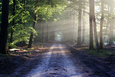 Free Images Landscape Tree Nature Forest Path Light Sun Road