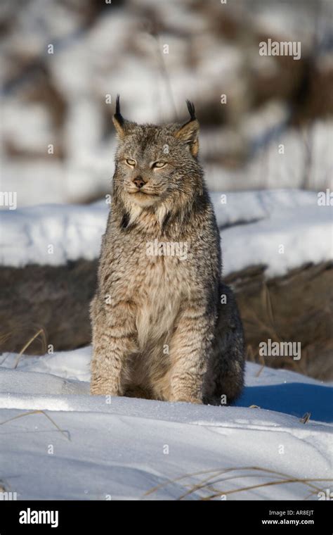 Canada Lynx Sitting In Snow Hi Res Stock Photography And Images Alamy