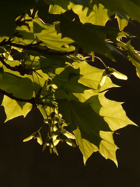 Maple Leaves In A Glare Of Light Free Image Download