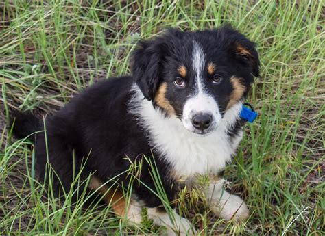 4 Things To Know About English Shepherd Puppies Greenfield Puppies