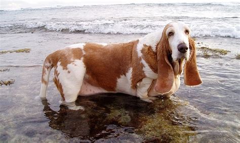 Top 10 Things Basset Hounds Dont Like