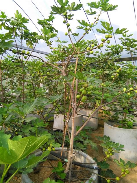 Anak pokok tin improved brown turkey (ibt) ada lebih kurang 10 anak pokok ibt yang hebat macam ni. ~ LadyWA ~: Sepetang di kebun pohon syurga