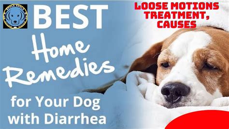 Simple Home Remedies For Dog Diarrhea Prevention Tips Vlrengbr