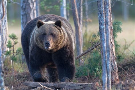 Photographing Brown Bears At The Border Of Finland And Russia Bruine