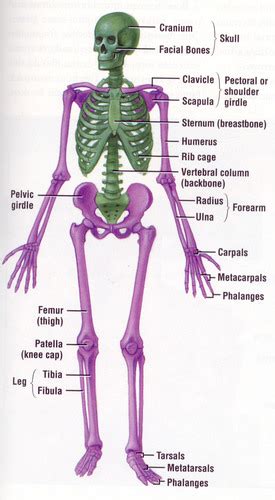 Chapter 6b Bones And Skeletal Tissues Flashcards Quizlet