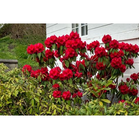 Red Rhododendron Flowering Shrub In 1 Gallon Pot In The Shrubs