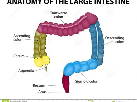 The Anatomy Of The Large Intestine Large Intestine Is Final Section Of
