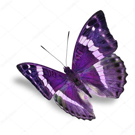Real Purple Butterfly Flying