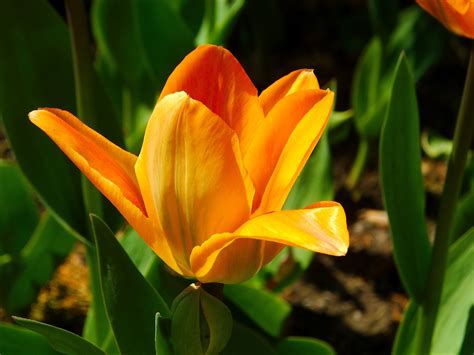Tulip Flower Perennial Free Photo On Pixabay
