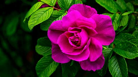 Hot Pink Rose
