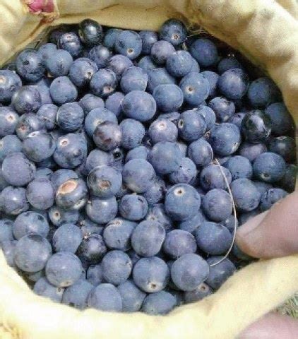 Dieses branding macht lust auf mehr: Fruits grown on wild trees in hilly areas cure diseases ...