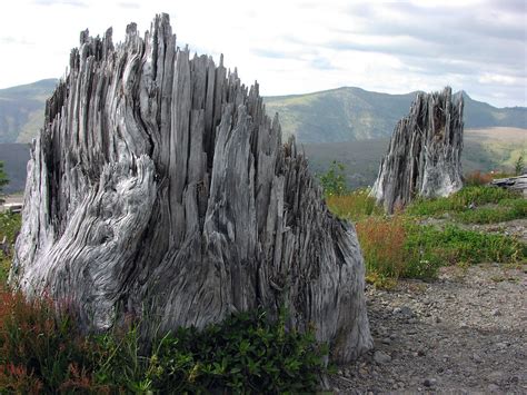 Tree Stumps Stumps Left Over From Mt Saint Helenss Erupt Flickr