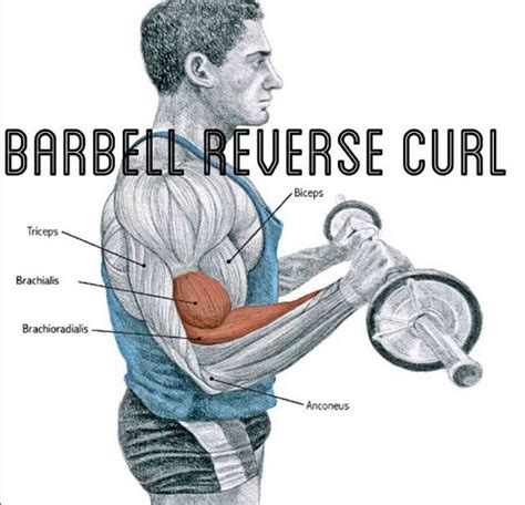 Barbell Reverse Curl Reverse Curls Forearm Workout Barbell Workout