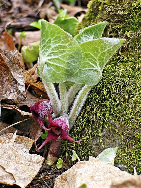 Wild Ginger Asarum Canadense Photo By Twcarlson