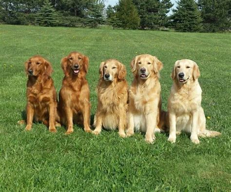 Discovering The Beautiful Colors Of Golden Retrievers A Guide For New Owners