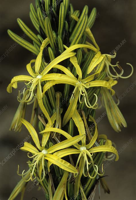 Yellow Asphodel Flowers Asphodeline Sp Stock Image B5900759