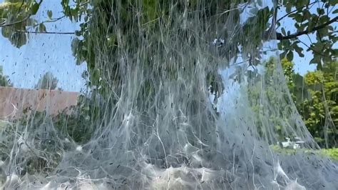 Video Captures Huge Caterpillar Cobweb In Shrewsbury Shropshire