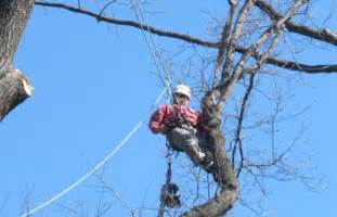 Tree Risk Assessment Waynesboro Va Vtm Arborists