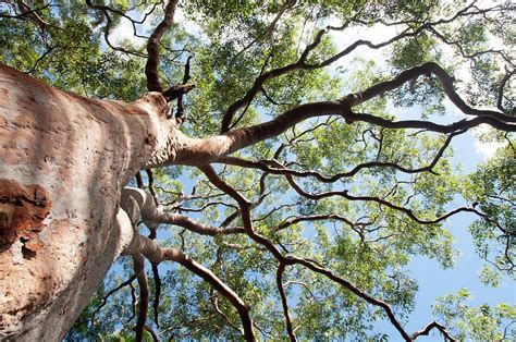 Eucalyptus Tree View From Below With Blue Skysydney